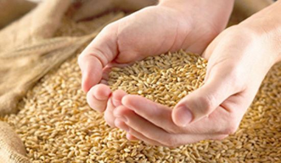 Производители зерна и масличных культур освобождены от некоторых налогов