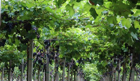 В Молдове начали выращивать виноград на перголах