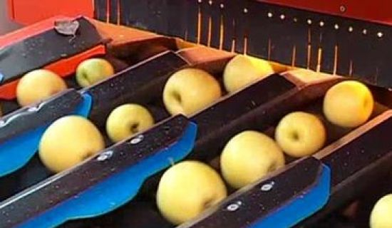 Яблоки из Фалешт продаются в Саудовской Аравии и Катаре