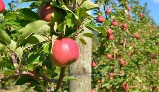 Молдова снизила экспорт яблок, слив и столового винограда в Россию