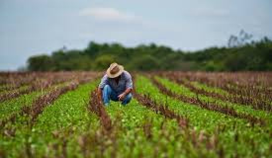 Agricultorii din Moldova cer un impozit unic în agricultură