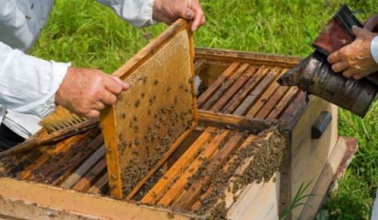 Пчеловодство - от хобби к предпринимательству