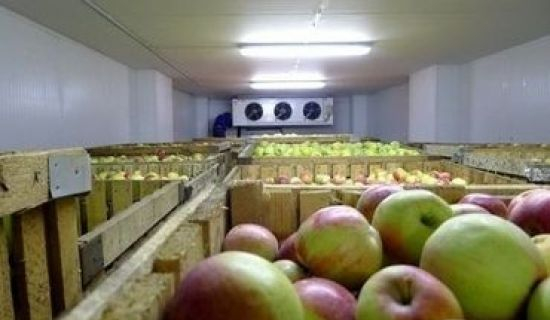 К середине марта в холодильниках РМ остается 70-80 тысяч тонн яблок