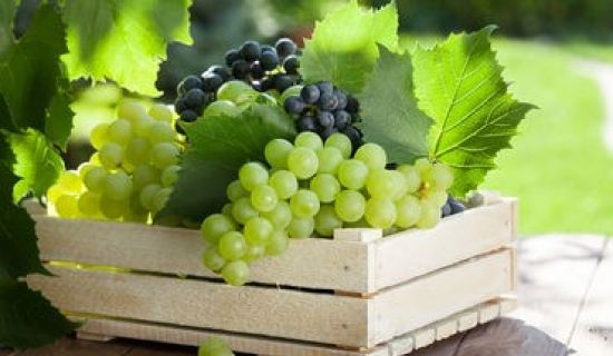 Виноградари смогут продавать виноград только после получения сертификата ANSA