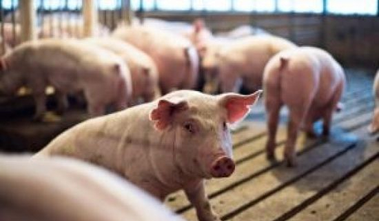 Украина отменила запрет на импорт свинины из Венгрии
