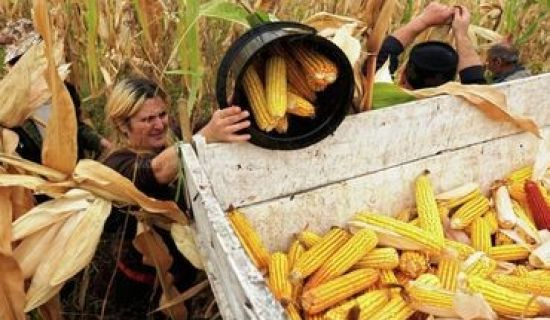 Был собран самый большой в истории урожай кукурузы в Молдове
