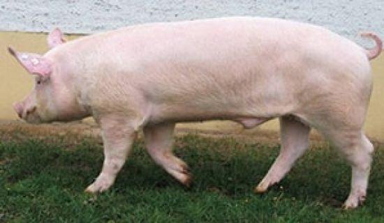 Очаг африканской чумы свиней в селе Бешгиоз ликвидирован