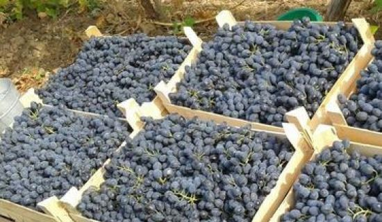 В столице организуют ярмарку по продаже молдавского винограда
