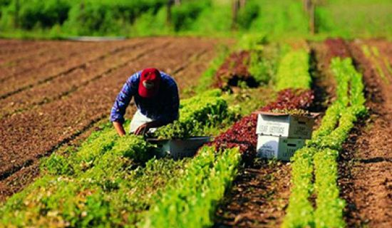Международный фонд сельхозразвития предоставит Молдове 40 млн долларов