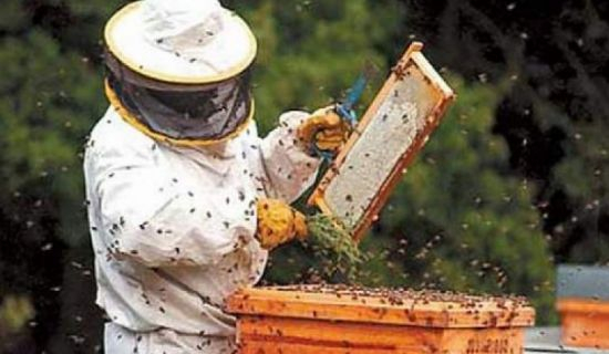 Пчеловоды встретились в Кишиневе, чтобы найти решение проблем 