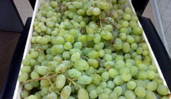 В Россию не пропустили 20 тонн винограда из Молдовы 