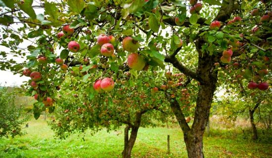 В 2018 году садоводческие кооперативы Молдовы экспортировали 2,3 тыс. тонн фруктов