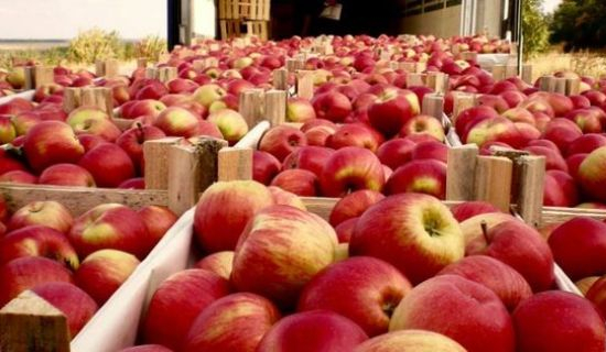 Exporturile de mere moldoveneşti în Rusia au scăzut