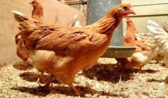 Британские ученые вывели кур, яйца которых помогают в лечении рака