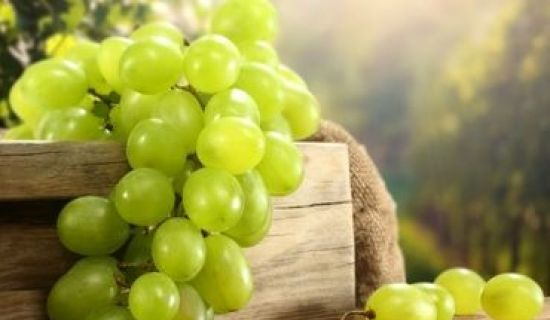 В Гагаузии собрано около половины урожая винограда