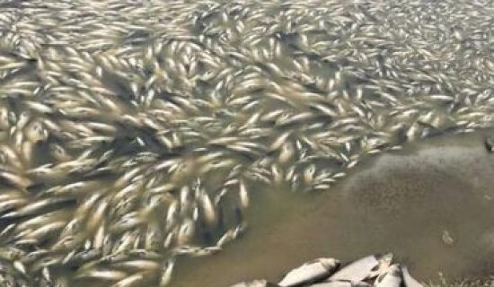 Названа причина массовой гибели рыбы на Конгазском водохранилище