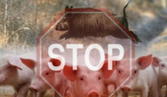 Первая вспышка Африканской чумы свиней зафиксирована на юге Молдовы