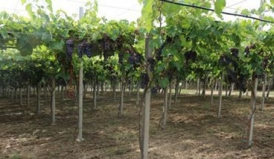 Производители столового винограда смогут получить гранты USAID