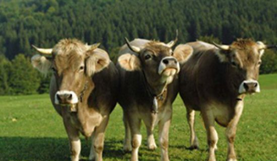  В Швейцарии на референдуме решат, нужно ли коровам удалять рога 