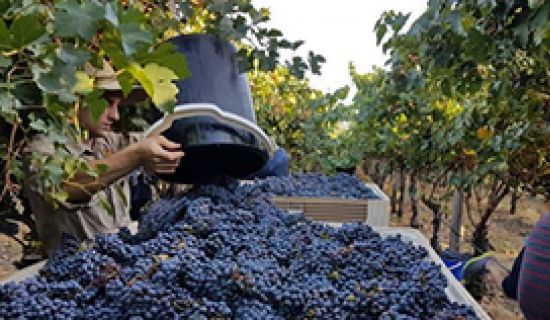 Урожай винограда в этом году ожидается ниже показателей прошлого года