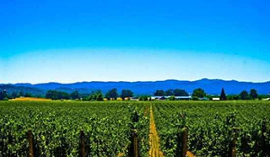 MADRM va elabora o nouă Strategie de dezvoltare a sectorului vitivinicol