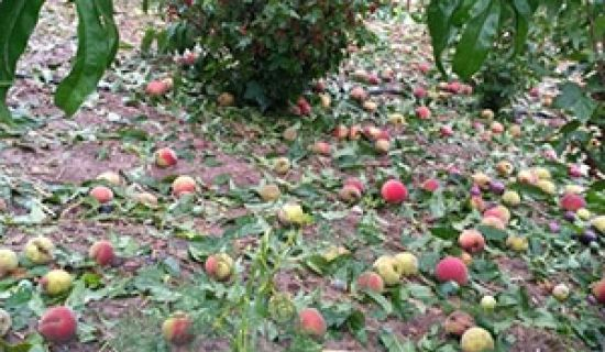 В Молдове сотни гектаров сельхозугодий пострадали от ливней и града. 